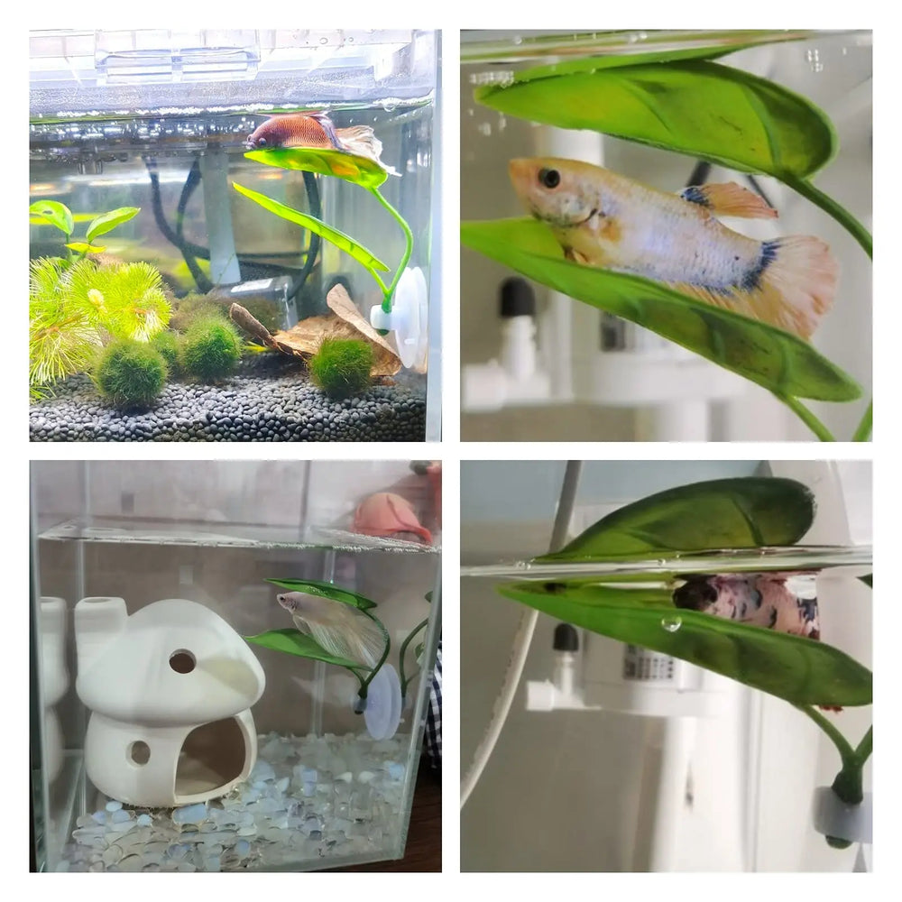 Betta leaf hammock · Photo 4