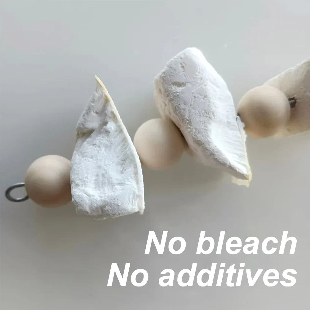 Cuttlefish bone · Photo 2