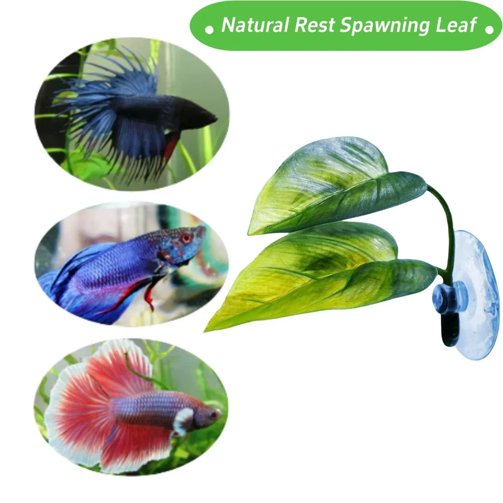 Betta leaf hammock · Photo 2