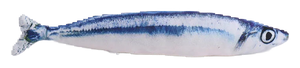 Plush catnip fish