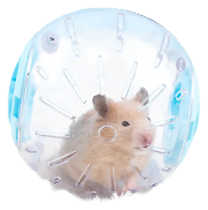 Hamster jogging ball